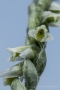 Blüte der Herbst-Drehwurz (Spiranthes spiralis)