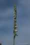 Herbst-Drehwurz (Spiranthes spiralis)rai