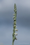 Herbst-Drehwurz (Spiranthes spiralis)