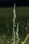Herbst-Drehwurz (Spiranthes spiralis)