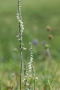 Herbst-Drehwurz (Spiranthes spiralis)