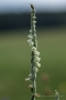Herbst-Drehwurz (Spiranthes spiralis)