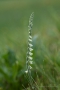 Herbst-Drehwurz (Spiranthes spiralis)