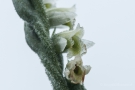 Blüte der Herbst-Drehwurz (Spiranthes spiralis)