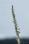 Herbst-Drehwurz (Spiranthes spiralis)