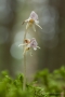 Blattloser Widerbart (Epipogium aphyllum)