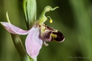 Bienenragwurz (Ophrys apifera)