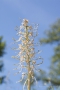 Bocksriemenzunge (Himantoglossum hircinum)
