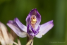 Violetter Dingel ( Limodorum abortivum)
