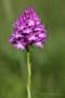 Pyramidenorchis (Anacamptis pyramidalis)