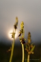 Fliegen-Ragwurz (Ophrys insectifera)