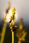 Fliegen-Ragwurz (Ophrys insectifera)