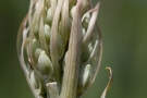 Bocksriemenzunge (Himantoglossum hircinum)