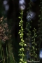 Mehrere Pflanzen der Breitblättrigen Stendelwurz (Epipactis helleborine)