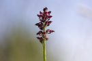 Wanzenknabenkraut (Anacamptis coriophora)