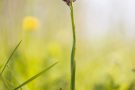 Wanzenknabenkraut (Anacamptis coriophora)