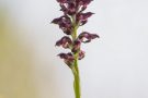 Wanzenknabenkraut (Anacamptis coriophora)