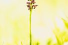 Wanzenknabenkraut (Anacamptis coriophora)