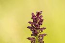 Wanzenknabenkraut (Anacamptis coriophora)
