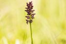 Wanzenknabenkraut (Anacamptis coriophora)
