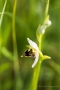 Seltsame Bienen-Ragwurz (Ophrys apifera var. curviflora)