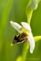 Seltsame Bienen-Ragwurz (Ophrys apifera var. curviflora)