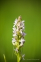 Fleischfarbenes Knabenkraut (Dactylorhiza incarnata)