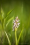 Fleischfarbenes Knabenkraut (Dactylorhiza incarnata)