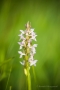 Fleischfarbenes Knabenkraut (Dactylorhiza incarnata)