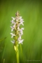 Fleischfarbenes Knabenkraut (Dactylorhiza incarnata)