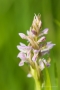 Fleischfarbenes Knabenkraut (Dactylorhiza incarnata)