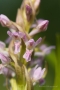 Fleischfarbenes Knabenkraut (Dactylorhiza incarnata)