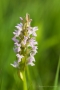 Fleischfarbenes Knabenkraut (Dactylorhiza incarnata)