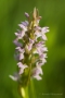 Fleischfarbenes Knabenkraut (Dactylorhiza incarnata)