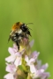 Fleischfarbenes Knabenkraut (Dactylorhiza incarnata)