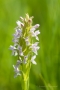 FleFleischfarbenes Knabenkraut (Dactylorhiza incarnata)