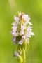 Fleischfarbenes Knabenkraut (Dactylorhiza incarnata)