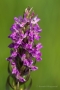 Fleischfarbenes Knabenkraut (Dactylorhiza incarnata)