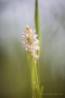 Fleischfarbenes Knabenkraut (Dactylorhiza incarnata)