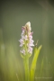 Fleischfarbenes Knabenkraut (Dactylorhiza incarnata)