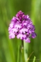 Pyramiden-Orchis (Anacamptis pyramidalis)