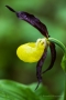 Gelber Frauenschuh (Cypripedium calceolus)