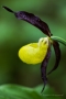 Gelber Frauenschuh (Cypripedium calceolus)