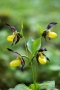 Gelber Frauenschuh (Cypripedium calceolus)