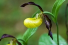 Gelber Frauenschuh (Cypripedium calceolus)