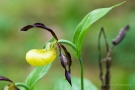 Gelber Frauenschuh (Cypripedium calceolus)