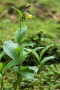 Gelber Frauenschuh (Cypripedium calceolus)