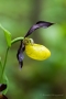 Gelber Frauenschuh (Cypripedium calceolus)