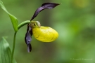 Gelber Frauenschuh (Cypripedium calceolus)