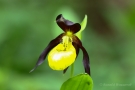 Gelber Frauenschuh (Cypripedium calceolus)